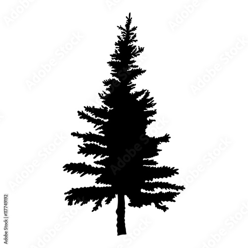 Pine tree isolated on white background, silhouette woods and fir tree for your design, isolated.