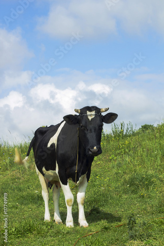 Rural scene black and white cow grazing on grassland under blue cloudy sky