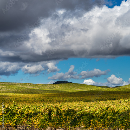 Rolling hills of Napa vineyard on sunny day in autumn. Lush yellow and green grapevines in autumn in Napa Valley California. Bright blue sky and white clouds.