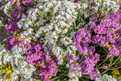 colorful flower carpet - limonium sinuatum (statice salem), bouquets of flowers