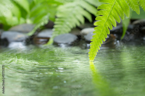 green leaf of plant with fern and pebble on water
