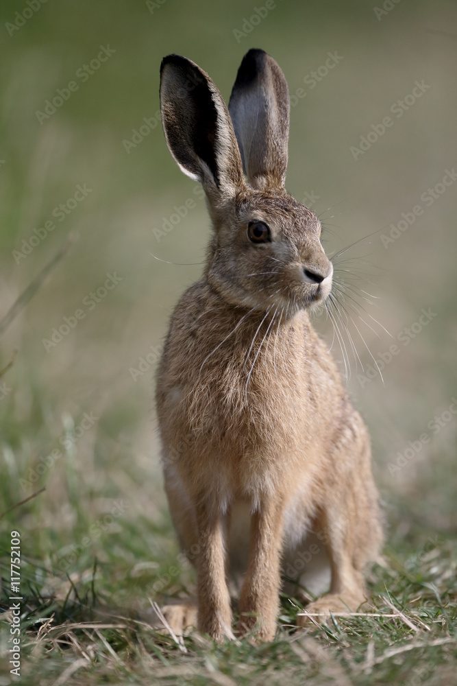 Fototapeta premium European brown hare, Lepus europaeus