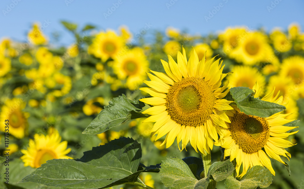 Fototapeta premium two sunflowers close up on the field 