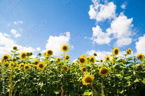 A field of sunflowers, summer landscape
