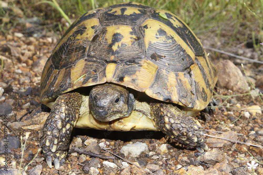 Hermann's tortoise, Testudo hermanni Hermann's tortoise, Testudo hermanni
