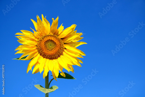 Sunflower on sky background