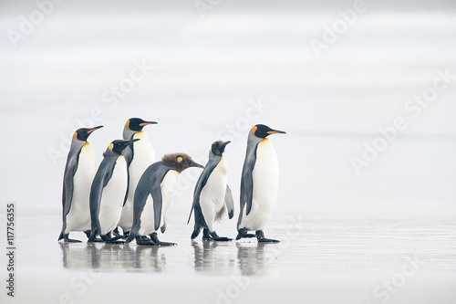 Pinguinos rey en la playa
