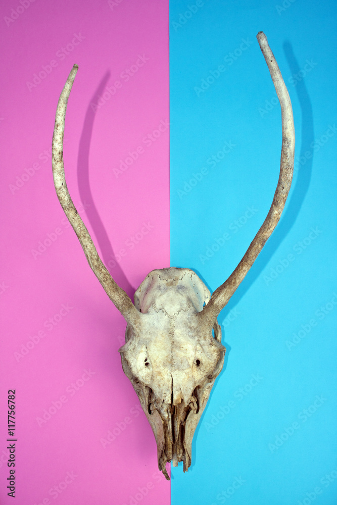 Fototapeta premium Deer Skull On Multicoloured Pink and Blue Abstract Background