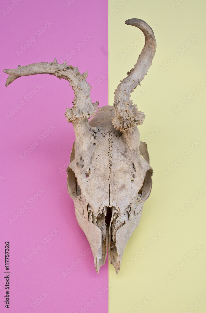 Deer Skull On Multicoloured Pink and Yellow Abstract Background Deer Skull On Multicoloured Pink and Yellow Abstract Background