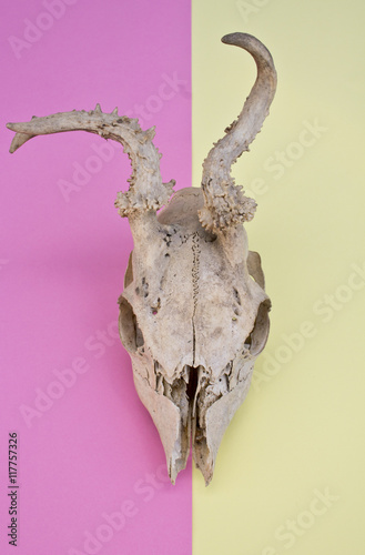 Deer Skull On Multicoloured Pink and Yellow Abstract Background