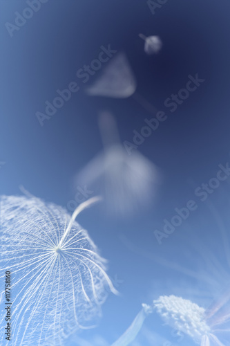 Fototapeta Naklejka Na Ścianę i Meble -  flying dandelion seeds on a blue background