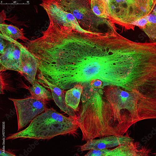 Confocal microscopy of fibroblast cells photo