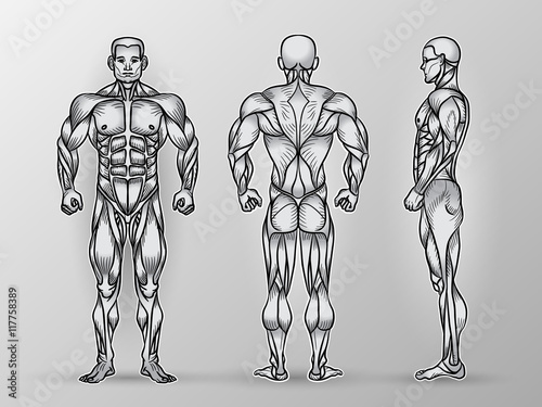 Anatomy of male muscular system, exercise and muscle guide.