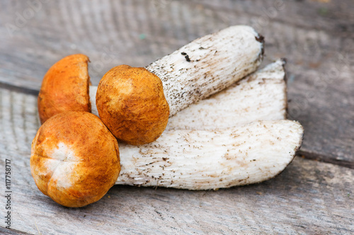 fresh mushrooms close-up