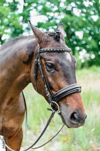 portrait horse close up