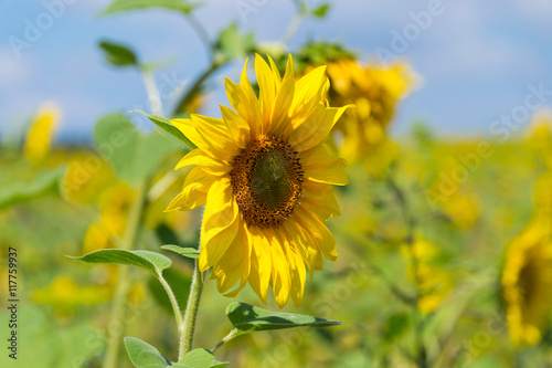 Sonnenblumen im Sommer