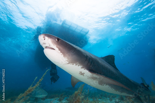 Big tiger shark under boat. 