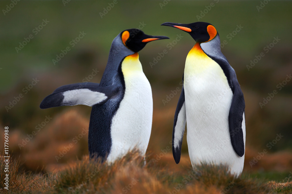 Obraz premium Para pingwinów. Krycia pingwiny królewskie z zielonym tłem na Falklandach. Para pingwinów, miłość w naturze. Piękne pingwiny w środowisku naturalnym. Dwa ptaki na trawie. Dwa pingwiny.