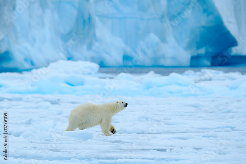 Polar bear with blue iceberg. Beautiful witer scene with ice and snow. Polar bear on drift ice with snow, white animal in the nature habitat, Svalbard, Norway. Running polar bear in the cold sea.