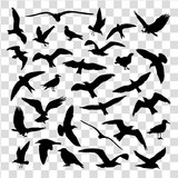Set of birds silhouettes 30 in 1 isolated. Vector illustration