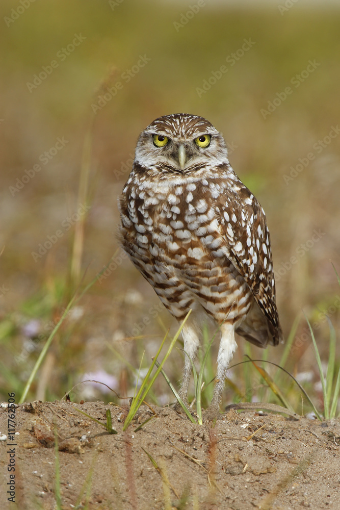 Burrowing Owl standing on the ground Burrowing Owl standing on the ground