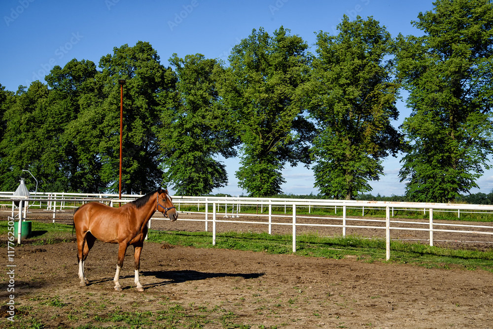 Obraz premium Gestüt in Ostpreußen