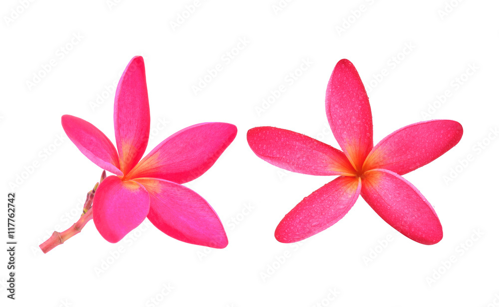 Obraz premium Pink frangipani flower isolated on white background.