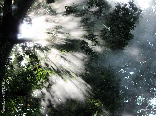 Hot steam shine in the morning sun Oak leaves.