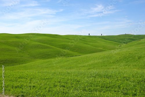 A green virgin spring field in Tuscany.  © shootingtheworld