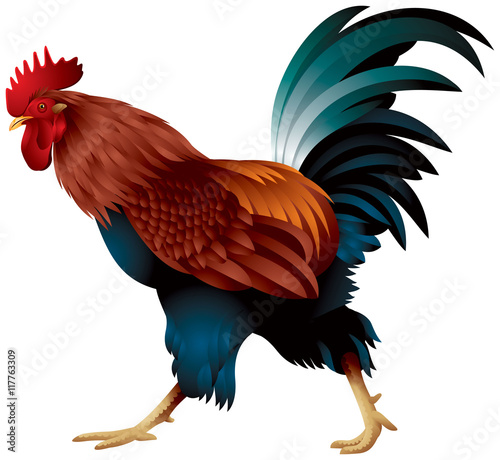 Rooster, the symbol of the Chinese New Year 2017 realistic color vector illustration 