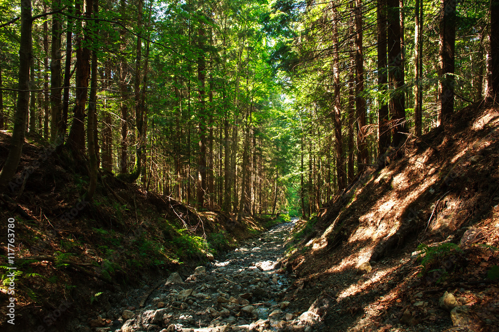 Broken erosion stone road in mountain green forest Broken erosion stone road in mountain green forest