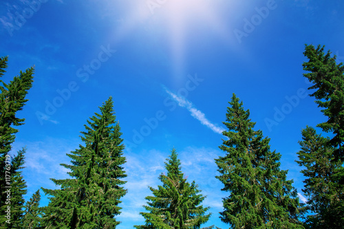 Top of green pine trees on blue sky background