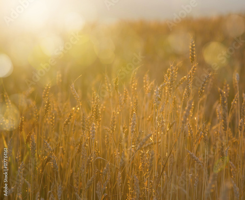 Golden wheat field with lights