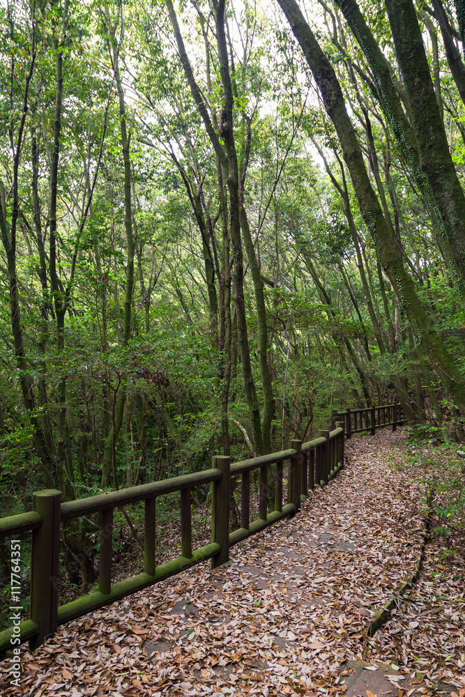 Obraz premium Walkway full of fallen leaves in a lush and verdant forest on Jeju Island in South Korea.