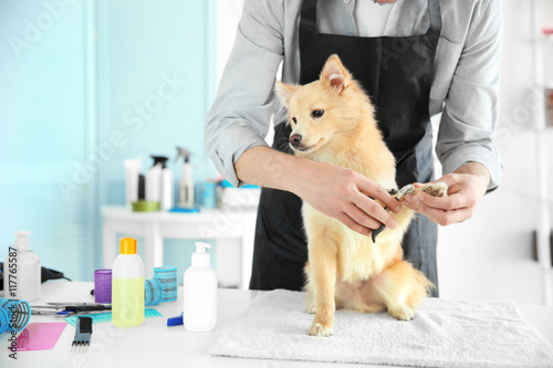 Cute dog Spitz at groomer salon photo