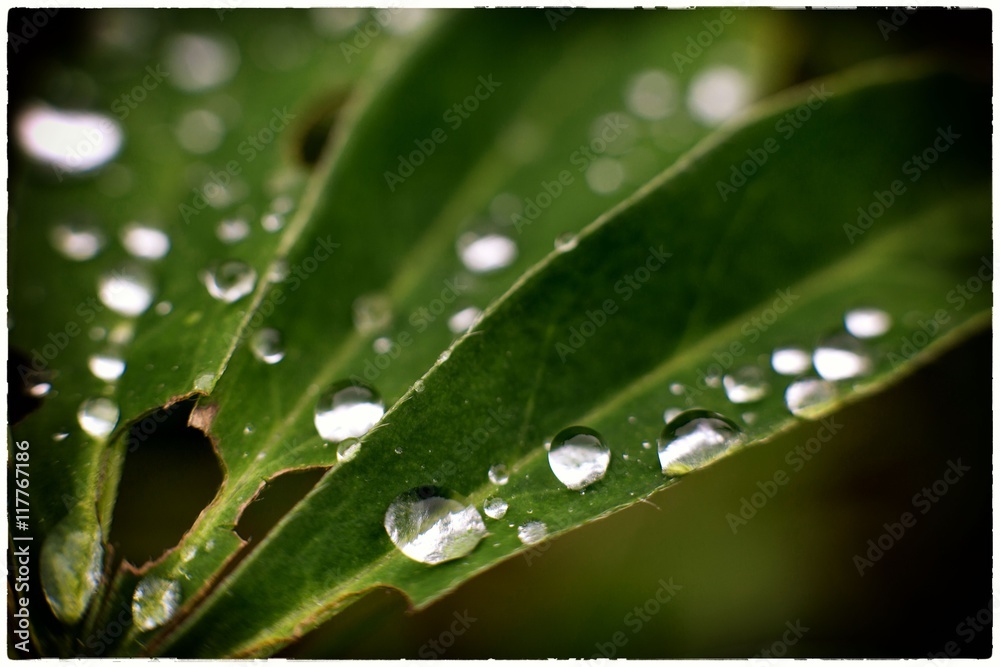 Капли дождя на листьях