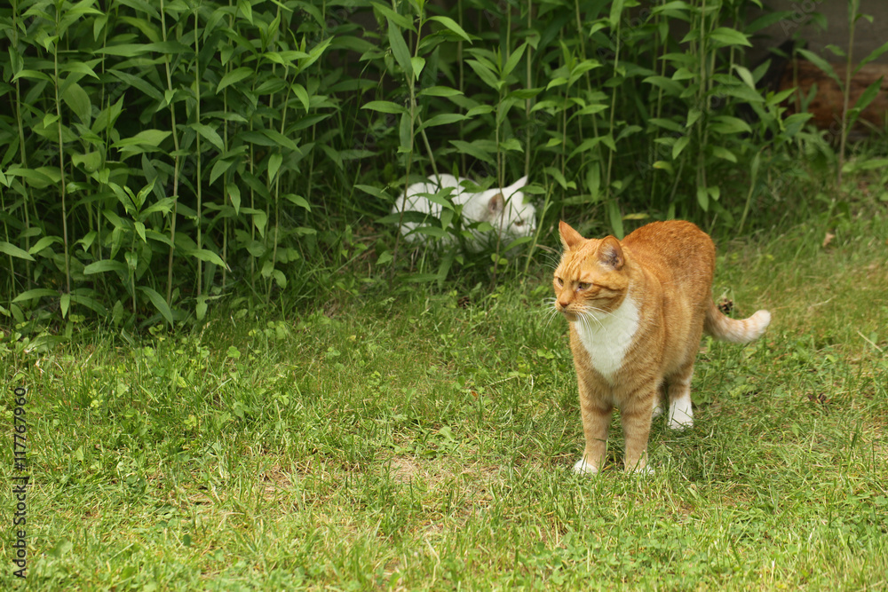 rudy i biały kot w ogrodzie - obrazy, fototapety, plakaty 