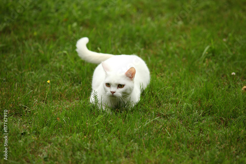 biały kot brytyjski na trawie