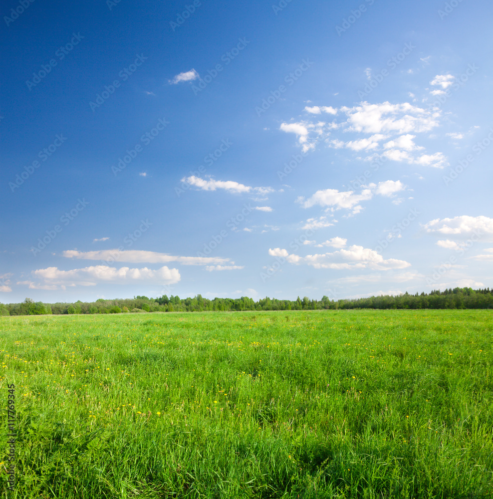 Green field with flowers under blue cloudy sky