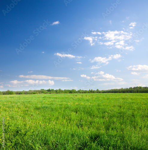 Green field with flowers under blue cloudy sky