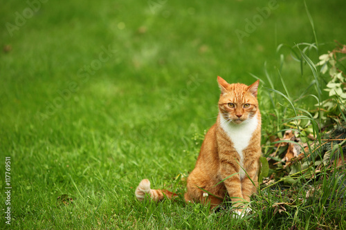 rudy kot w ogrodzie