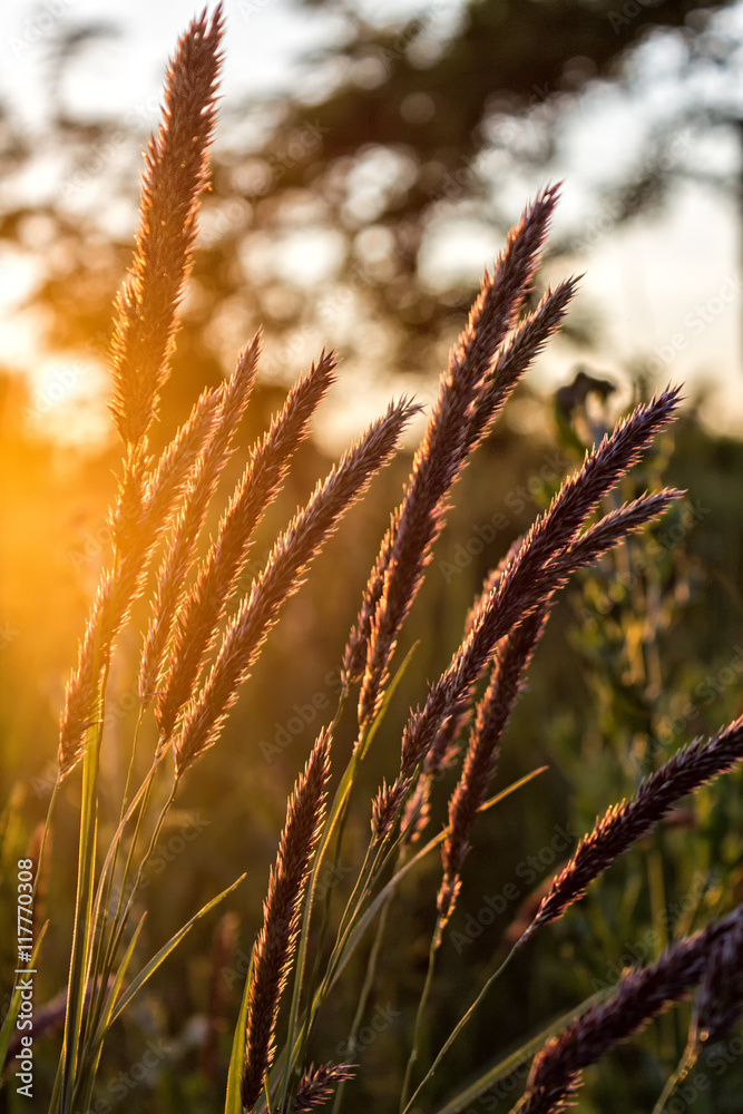 Obraz premium Sunset plants