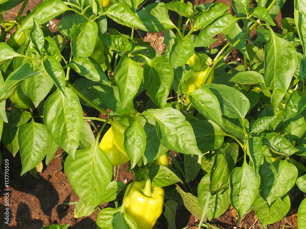 Obraz premium Выращивание сладкого болгарского перца в огороде