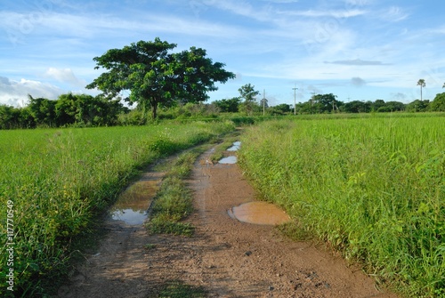 rural road through green fields and cloudy sky, Thailand.