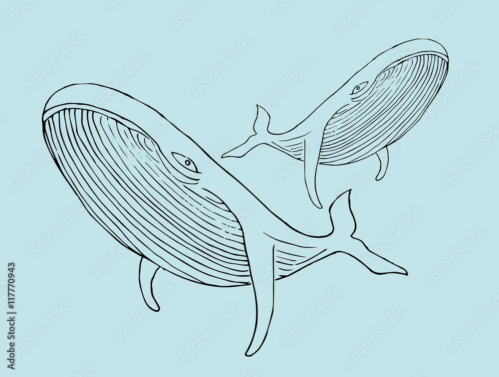 Blue whale, Hand drawn vector illustration. Stock Illustration | Adobe ...