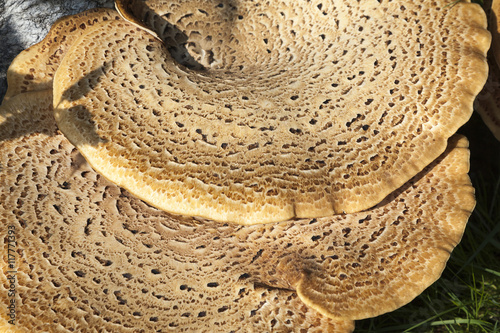 Fotografie Dryad's Saddle