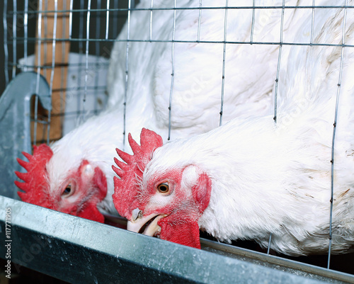 Broiler chickens eating combined feed in the cage