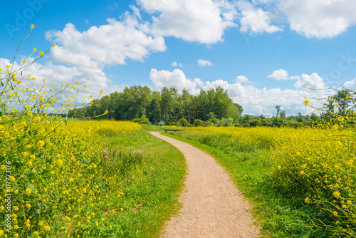 Fototapeta Naklejka Na Ścianę i Meble -  Wild flowers in wetland in summer