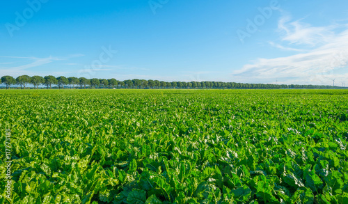 Field with vegetables in summer