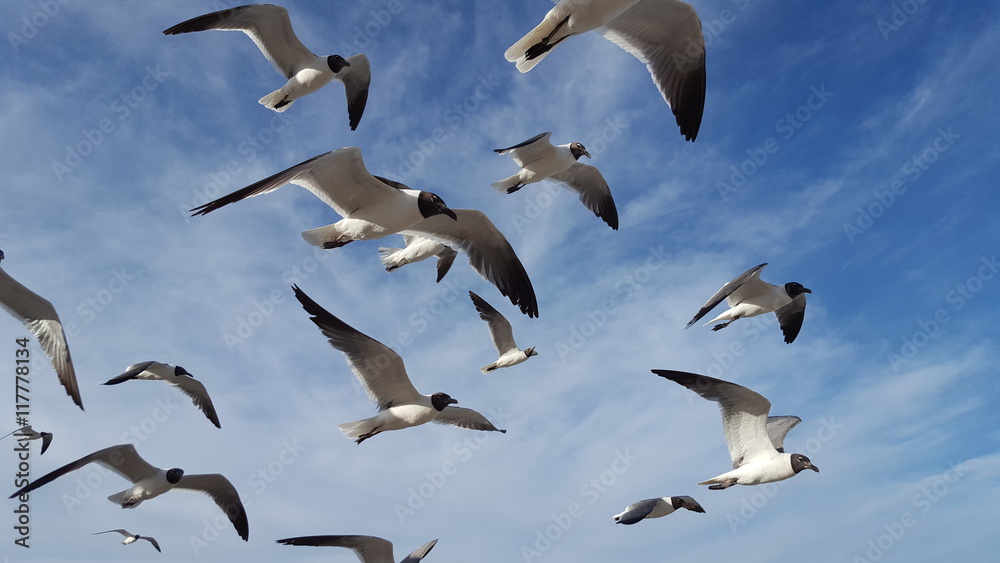 Obraz premium Flock of seagulls